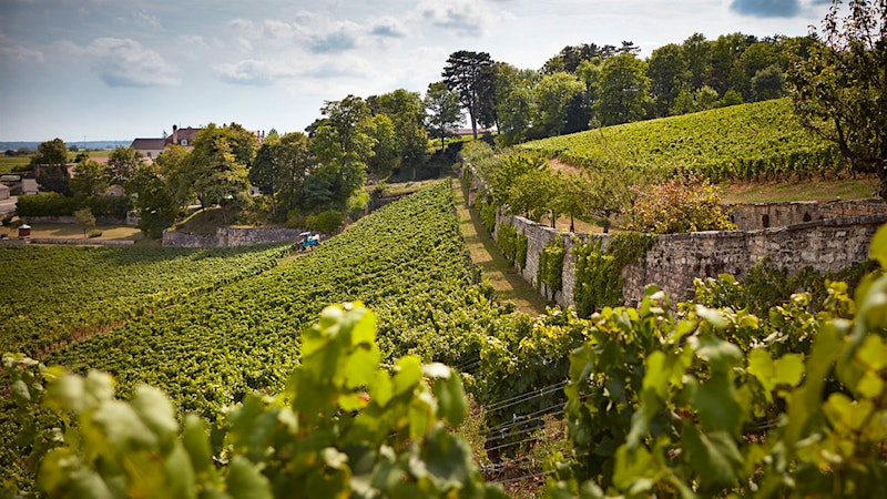 Wine Tip: Our Editors' Aha-Moment Wines