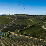 Vineyard on the slope of a hill