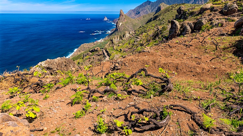 Canary Islands Vintners Fight Back Against Phylloxera