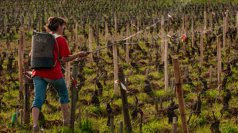 France’s Organic Winegrowers Lose an Indispensable Tool. What Now?