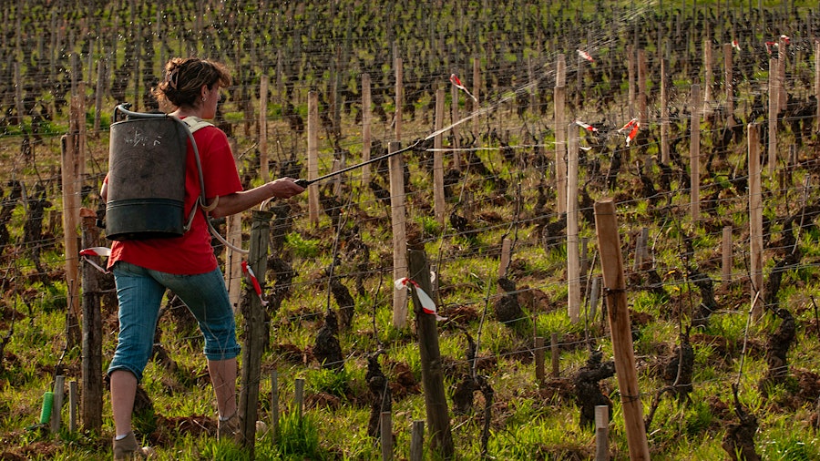 Pas plus! A French vineyard worker sprays copper mixture on vines.