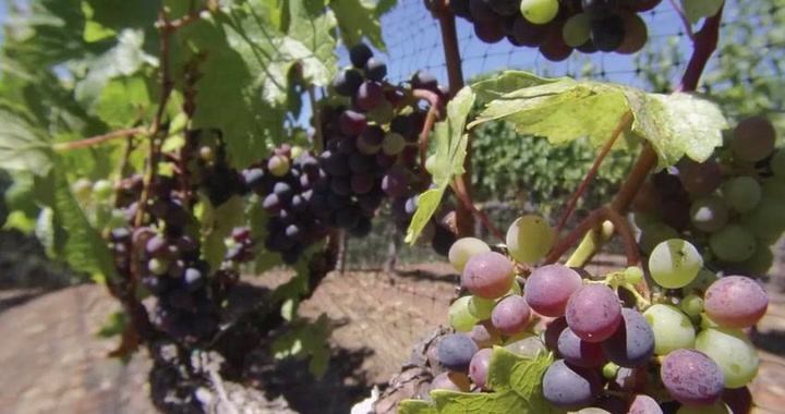 Video Contest 2016 Honorable Mention: A Year in the Vineyard