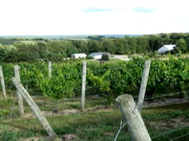 Video Contest 2010, Honorable Mention: MI Wine