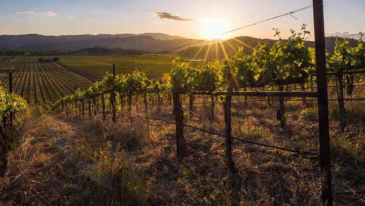 Stags Leap District Rocks Cabernet
