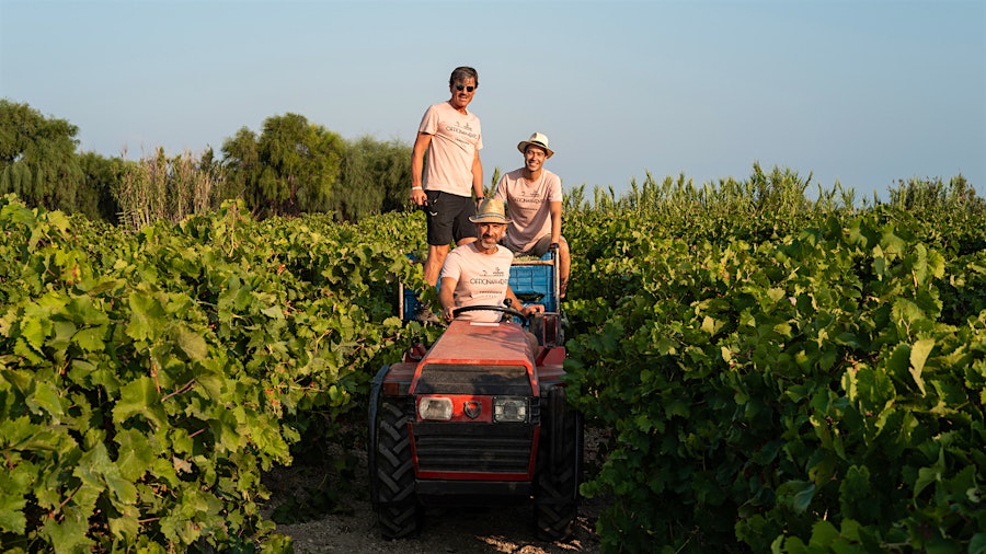 The Three Musketeers harvesting Grillo for Officina del Vento: Andrea Lonardi (standing), Gabriele Gorelli (wearing hat) and Pietro Russo (driving)