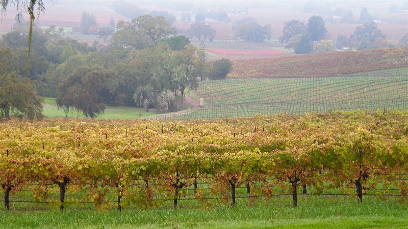 8 Winning Sonoma Wines Up to 92 Points