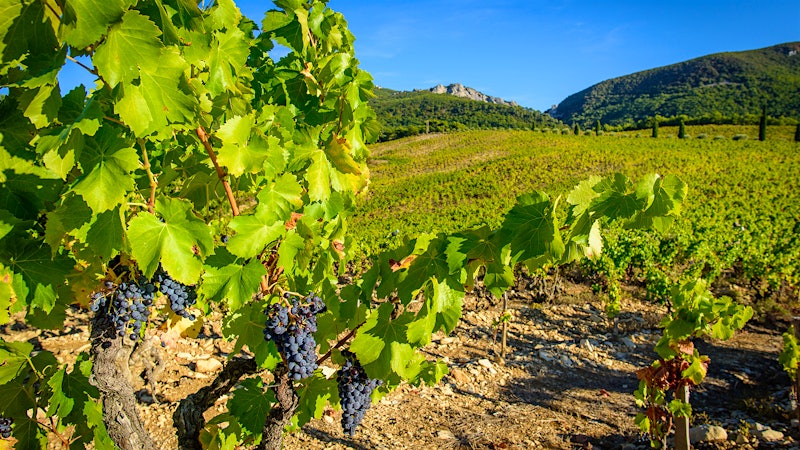 12 Southern Rhône Red Values Up to 92 Points