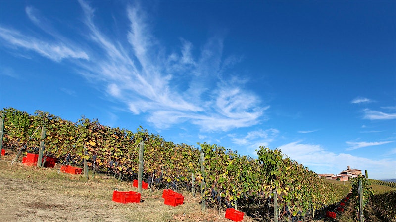 8 Stunning Barolo, Barbaresco and Nebbiolo Values Up to 94 Points