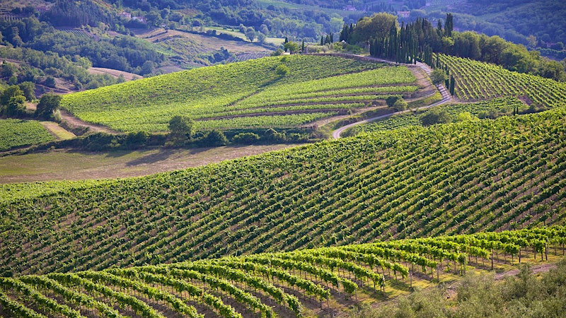 From Chianti to the Coast: A Tuscan Wine Quiz