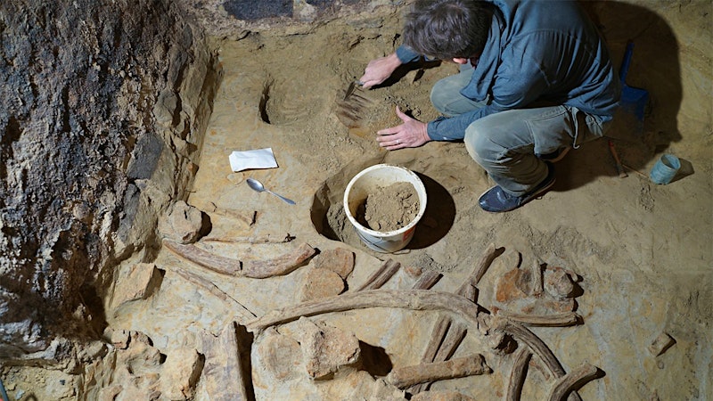 Ancient Mammoth Bones Turn Up in an Austrian Wine Cellar