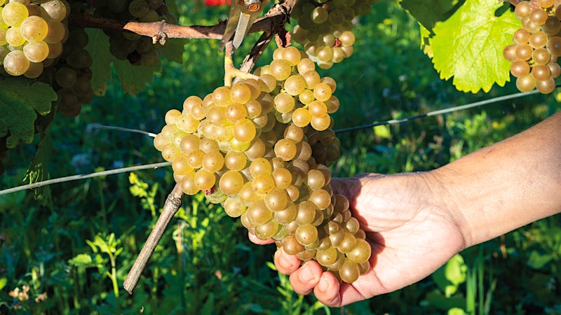 10 Exciting White Grapes to Know