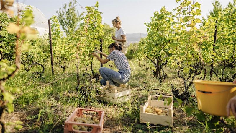 How White Wine Is Made